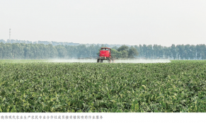 引导培育土地股份合作社 发展壮大特色粮食产业—— 基于黑龙江省依安县的调研观察